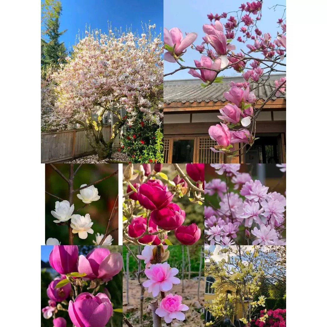 玉兰花树苗黑郁金香玉兰娇红牡丹玉兰花庭院别墅阳台三季开花耐寒