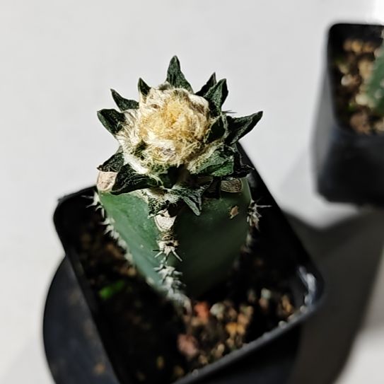 龙角牡丹秀普苗接特