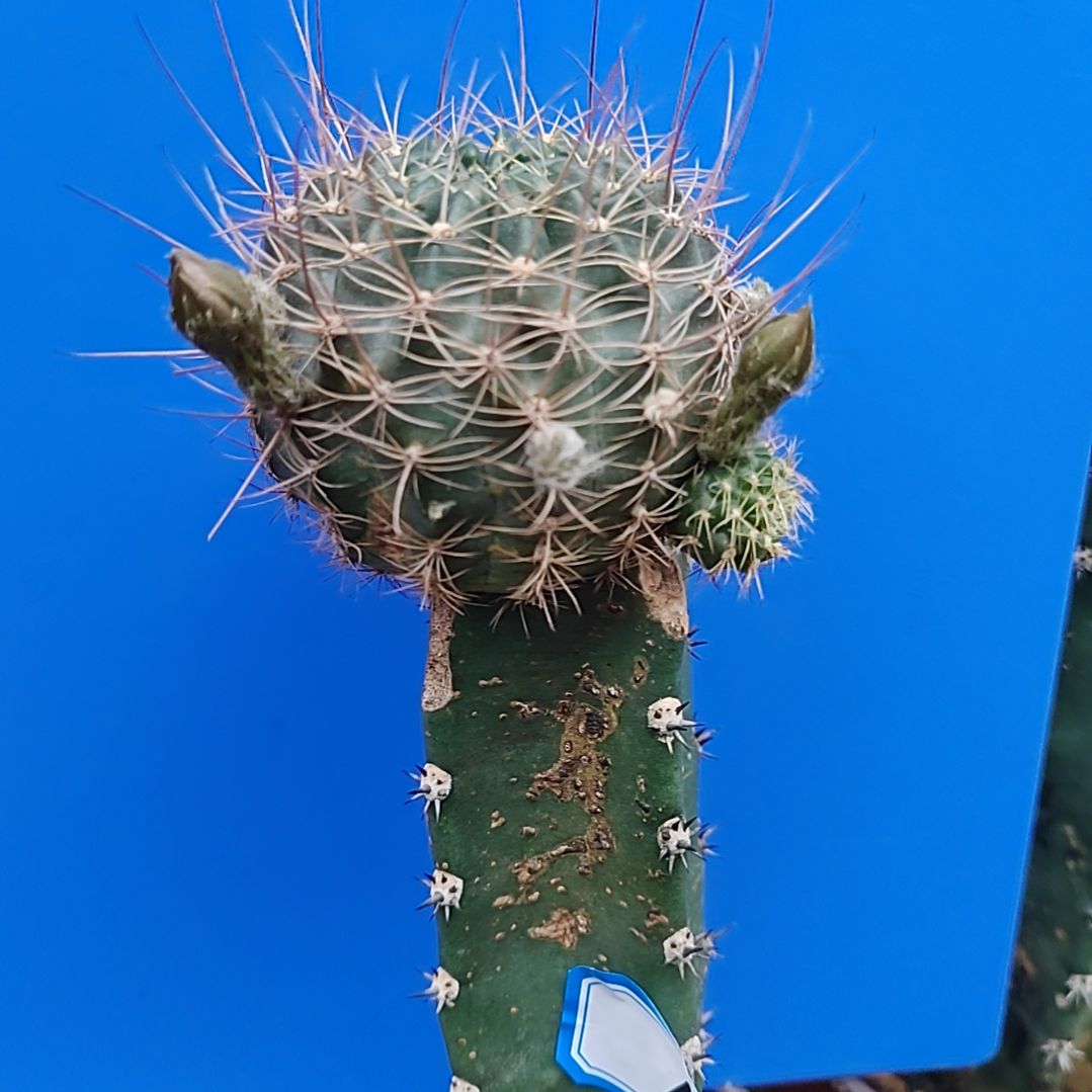 15妩媚秀普嫁接。。。