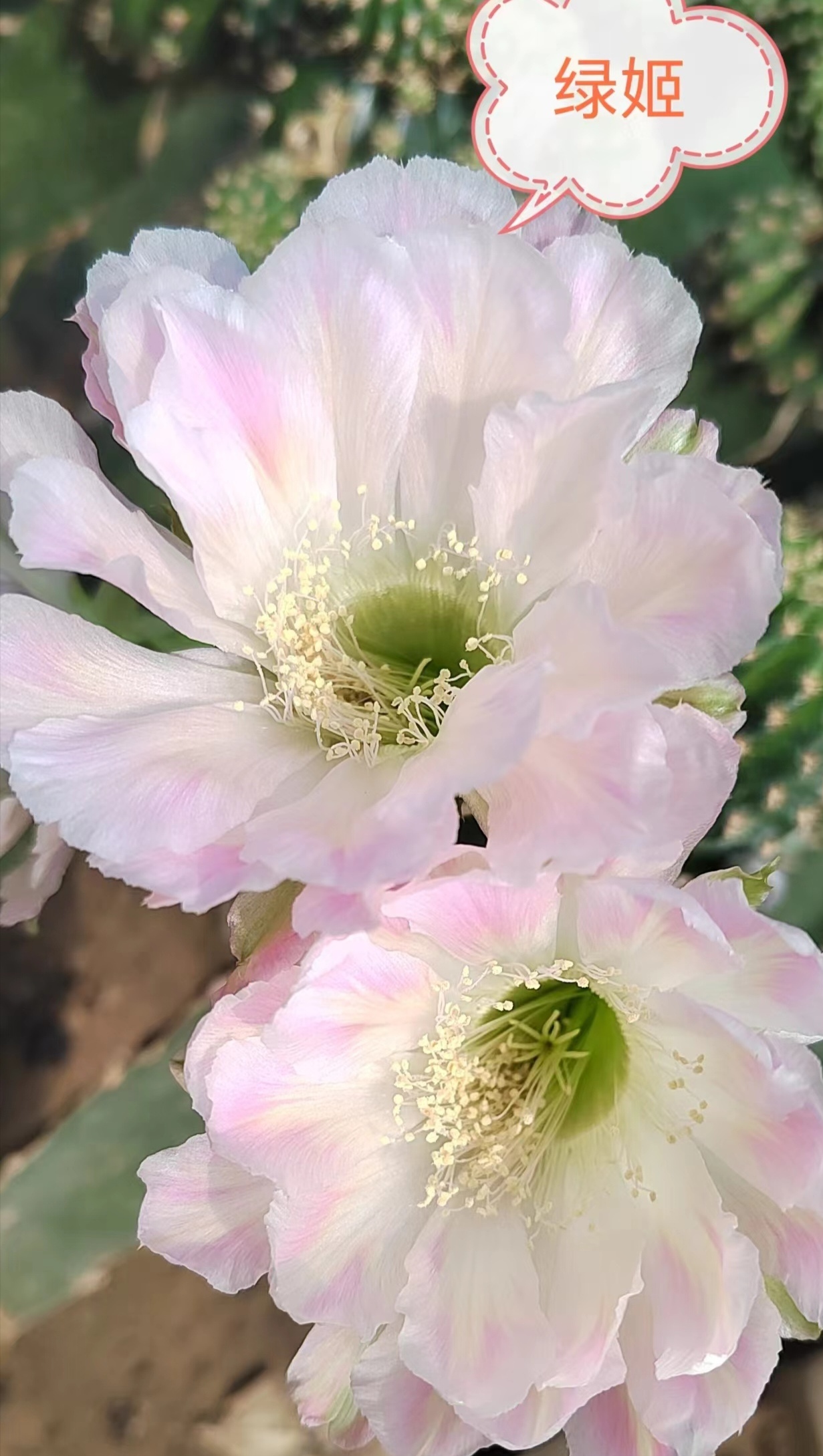 新品丽花绿姬嫁接（满28米包邮非偏远）
