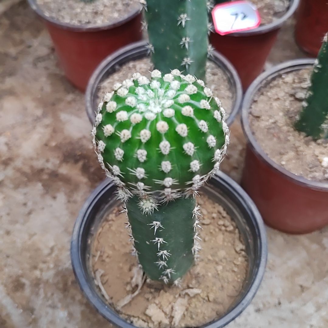 彩草秀普嫁接短毛七68