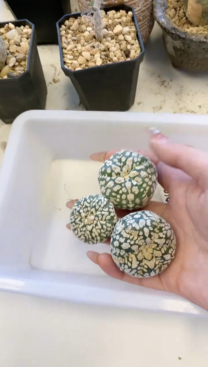 【闪购商品】编号S8组合 生长纹