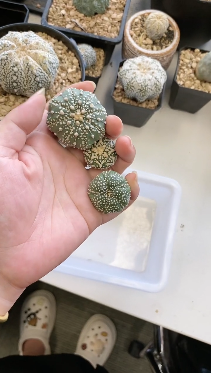 【闪购商品】编号588 生长纹3颗
