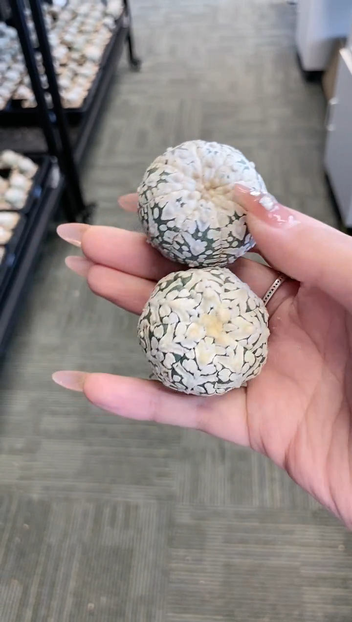 【闪购商品】编号253 生长纹2颗