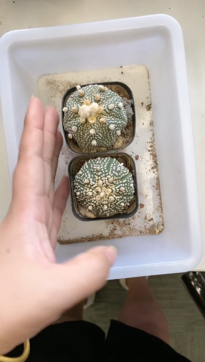 【闪购商品】新手组合2颗随机发