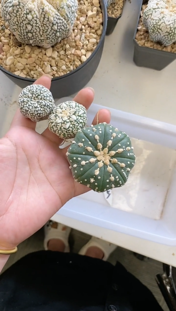 【闪购商品】275编号 生长纹3颗