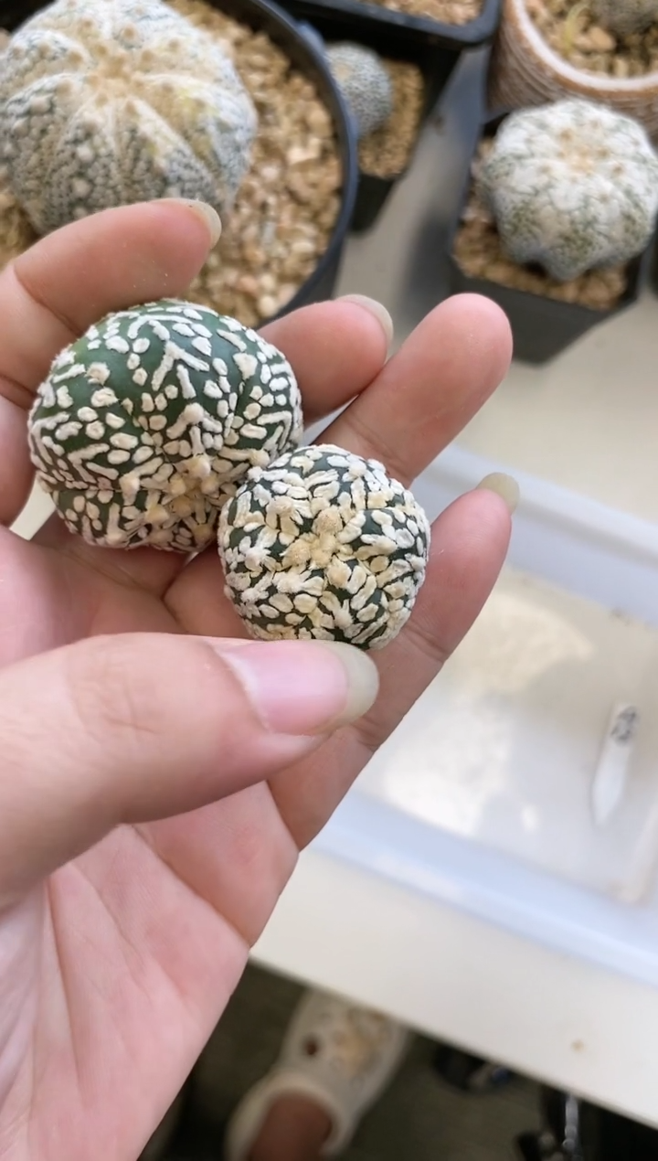【闪购商品】编号A12 生长纹2颗