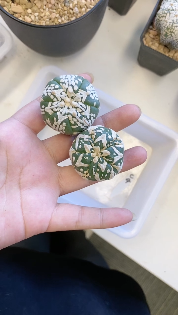 【闪购商品】C4编号 生长纹2颗