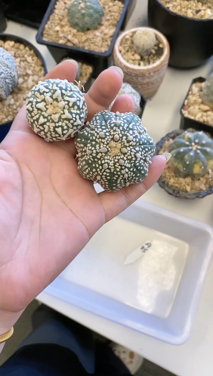 【闪购商品】编号A35 生长纹2颗
