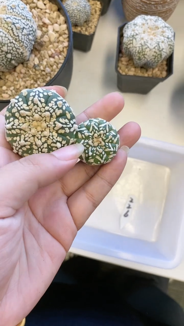 【闪购商品】226编号 生长纹2颗