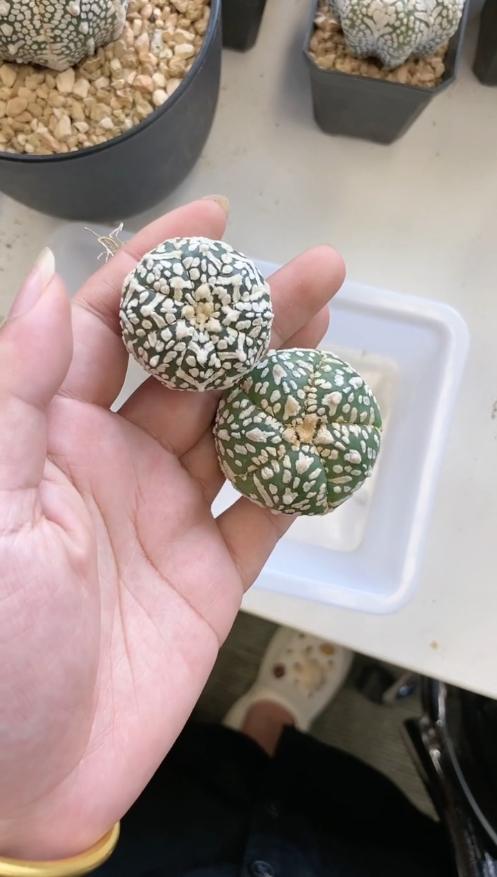 【闪购商品】编号119 生长纹2颗
