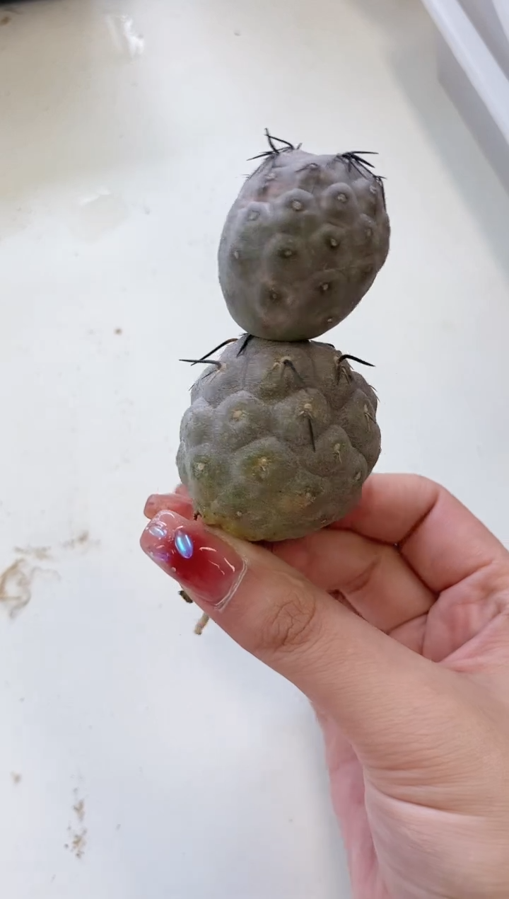 【闪购商品】习志野 1颗