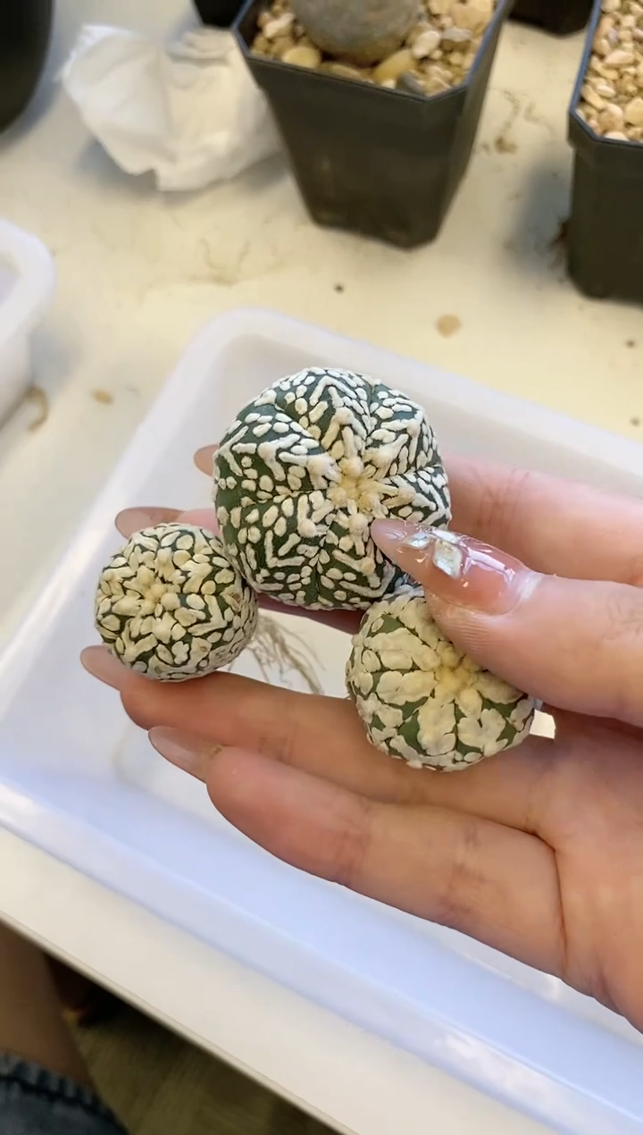 【闪购商品】编号A15组合 生长纹