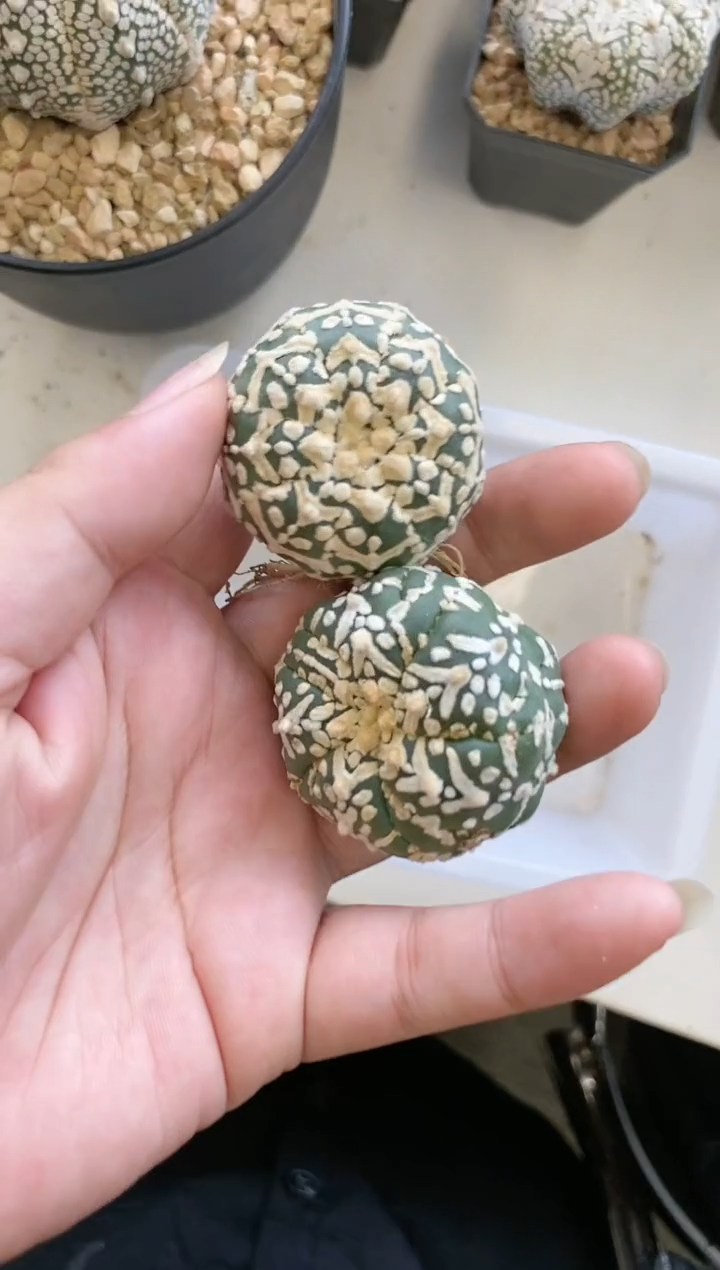 【闪购商品】编号 生长纹2颗