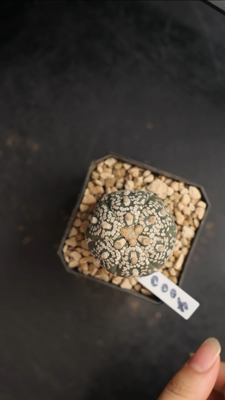 【闪购商品】编号4000