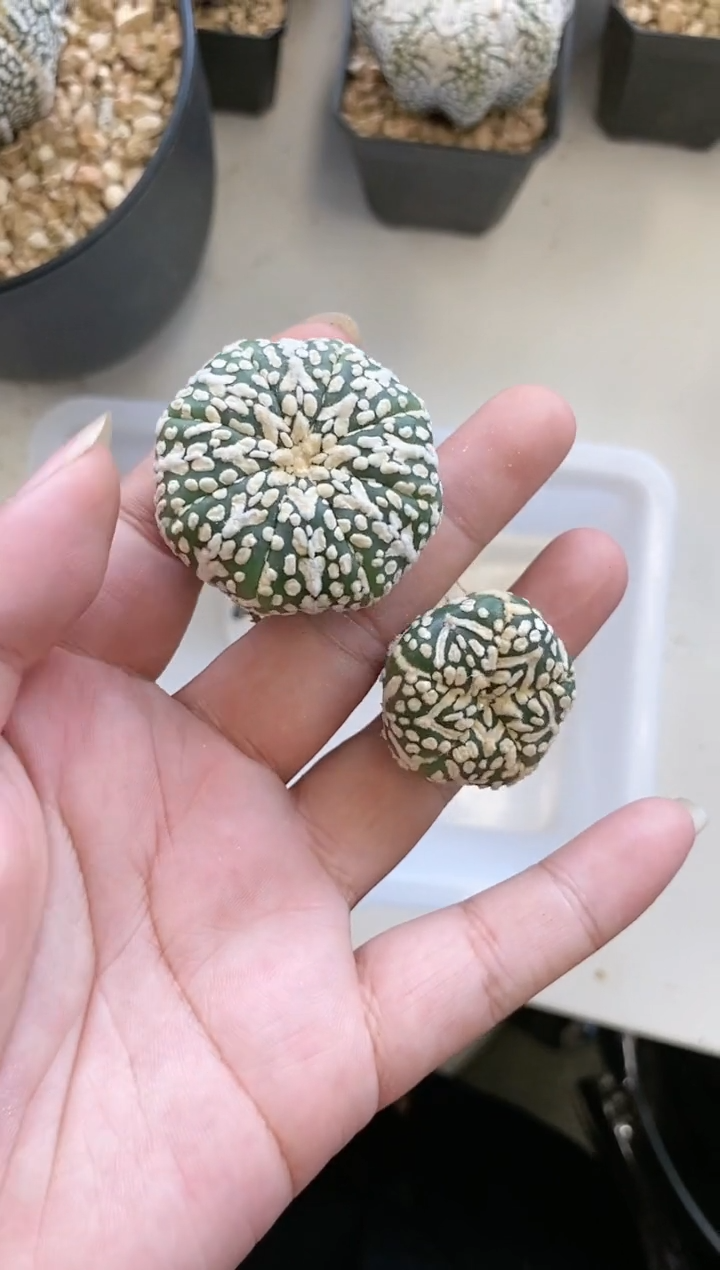 【闪购商品】编号226 生长纹2颗