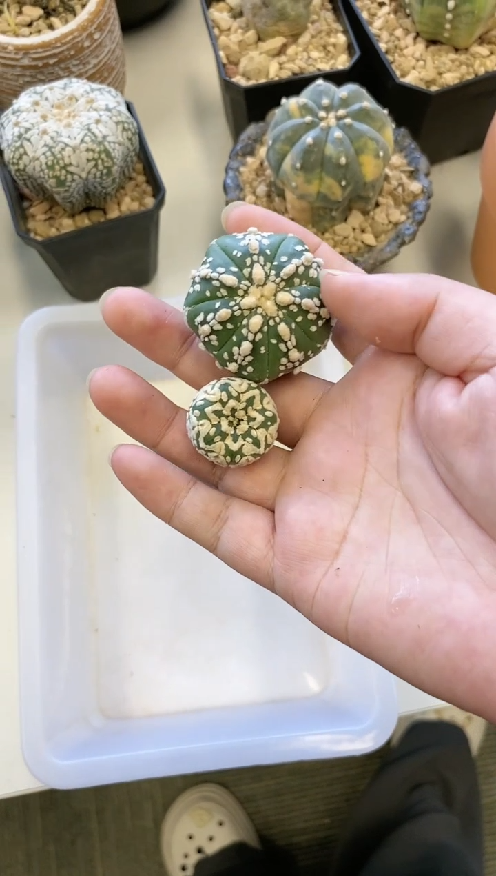 【闪购商品】编号212 生长纹2颗