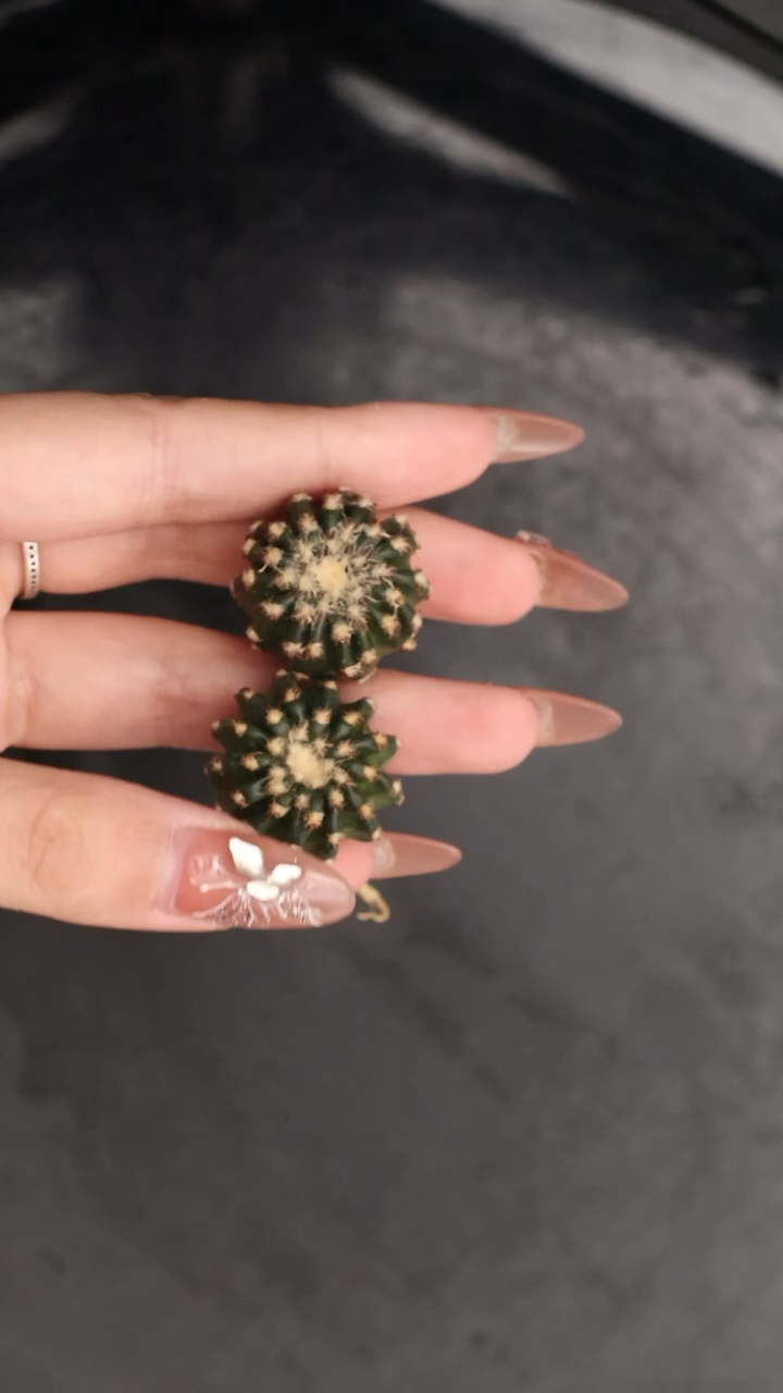 【闪购商品】奇特球组合