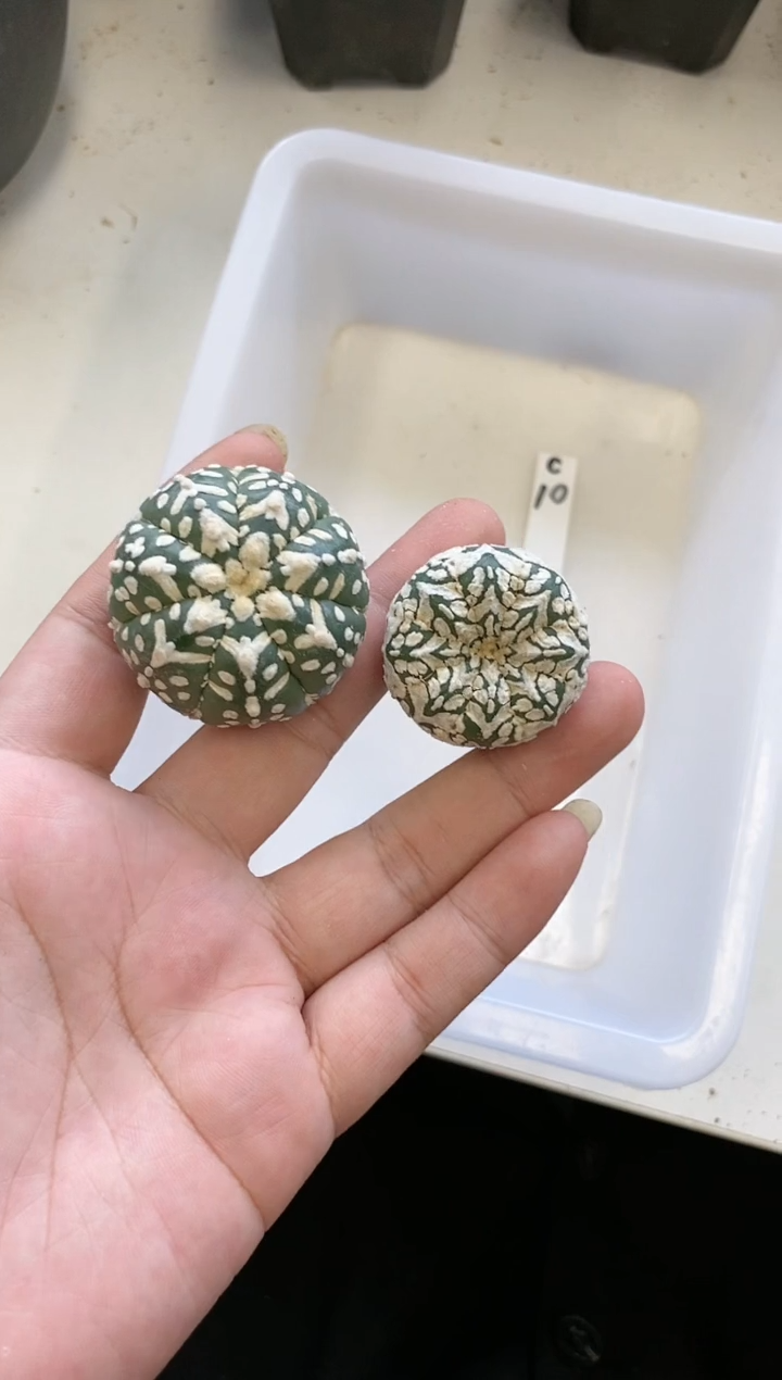 【闪购商品】C10编号 生长纹2颗