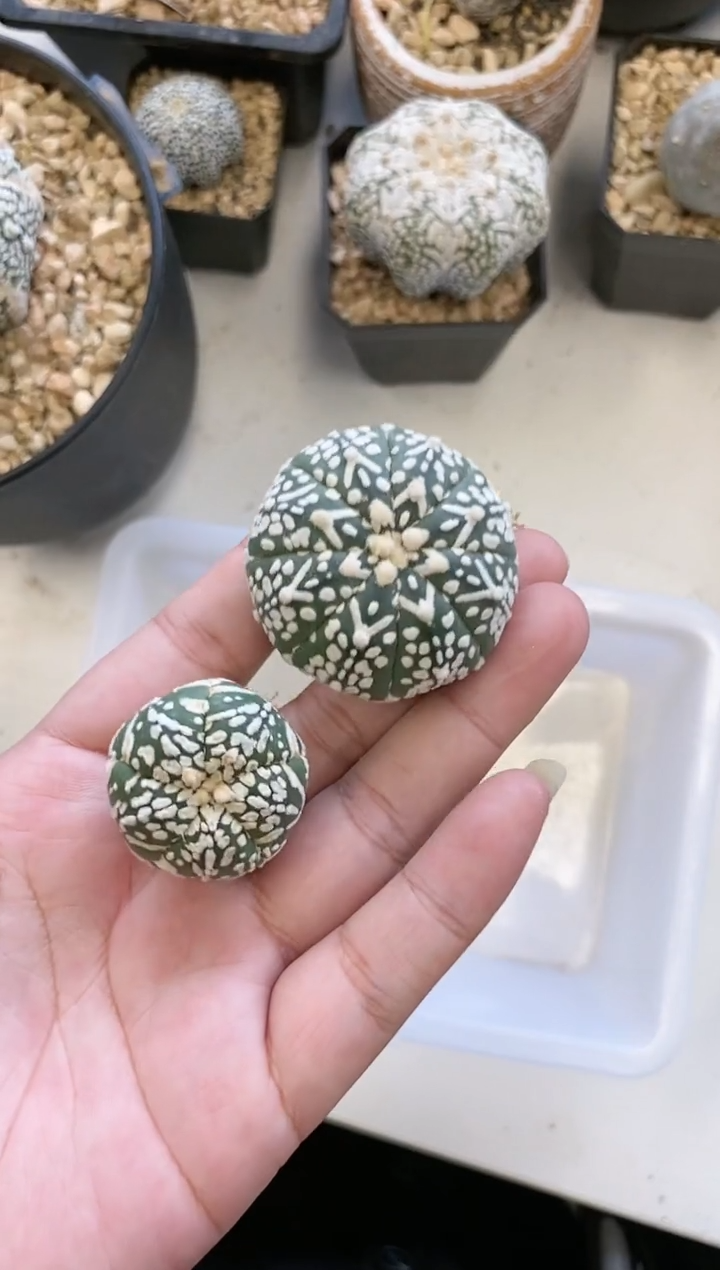 【闪购商品】A23编号 生长纹2颗