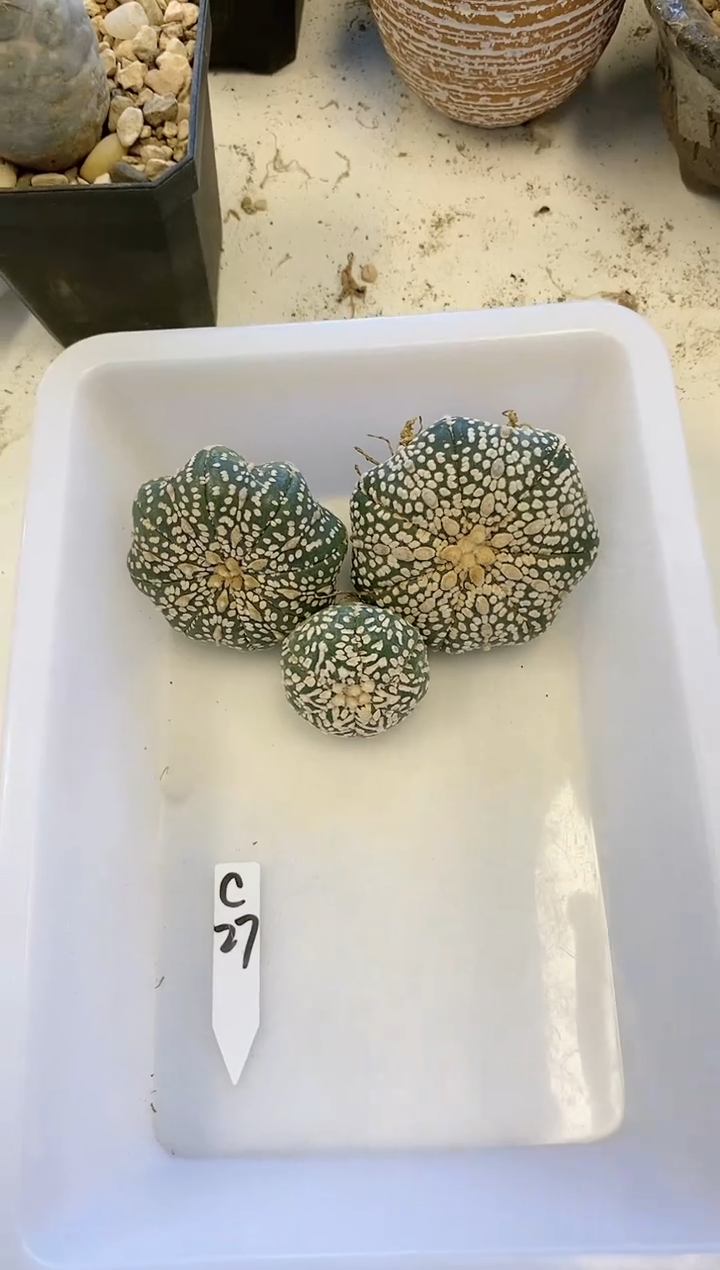 【闪购商品】编号C27组合 生长纹