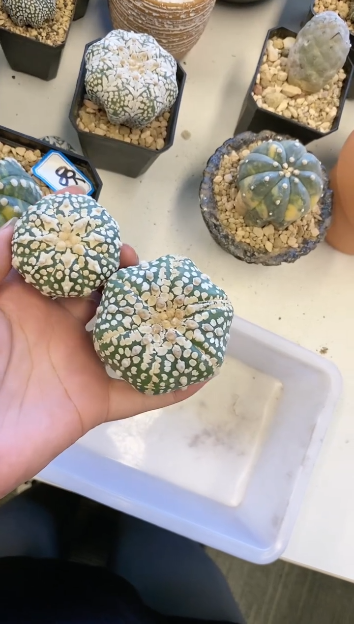 【闪购商品】编号 生长纹2颗