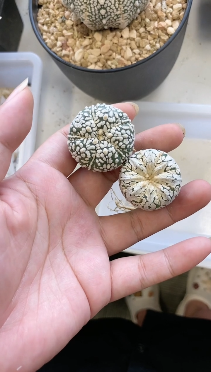 【闪购商品】A39编号 生长纹2颗