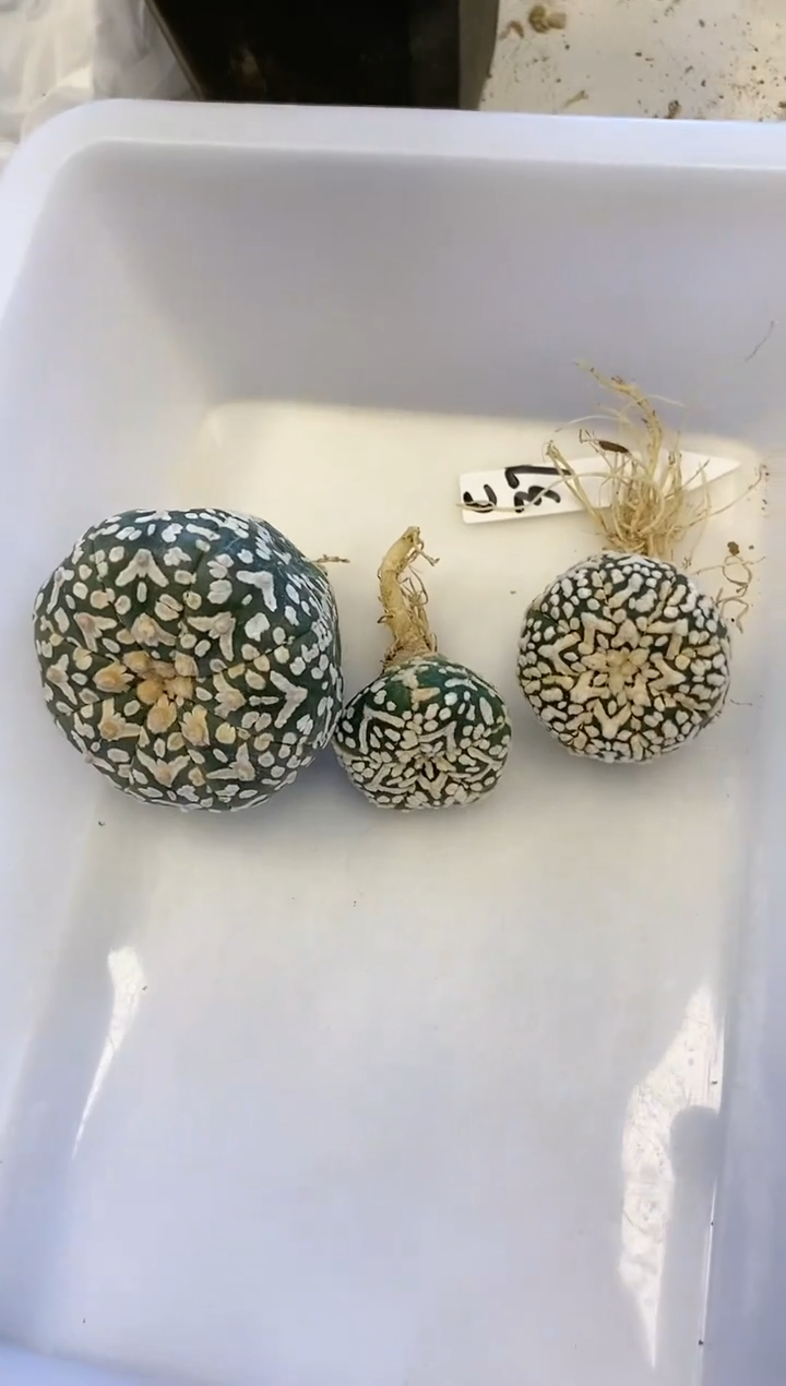 【闪购商品】编号C37组合 生长纹