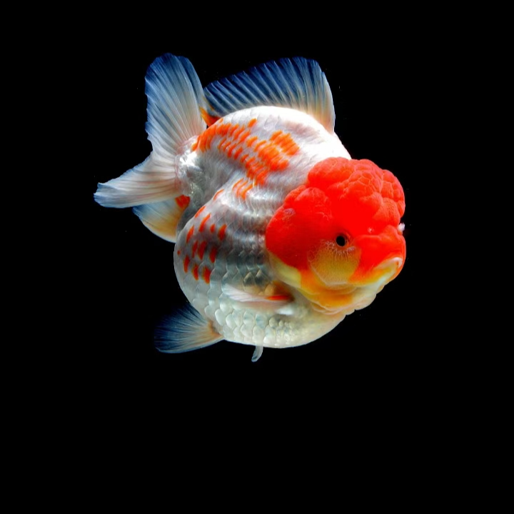 海棠兰寿精选商品福寿，熊猫，三色，红白，红黑，各色福寿。包活包损。