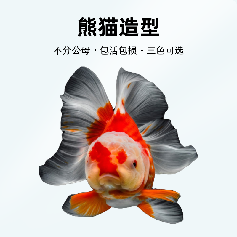 海棠兰寿短尾商品泰狮，熊猫，三色，红白，红黑，各色泰狮。包活包损。