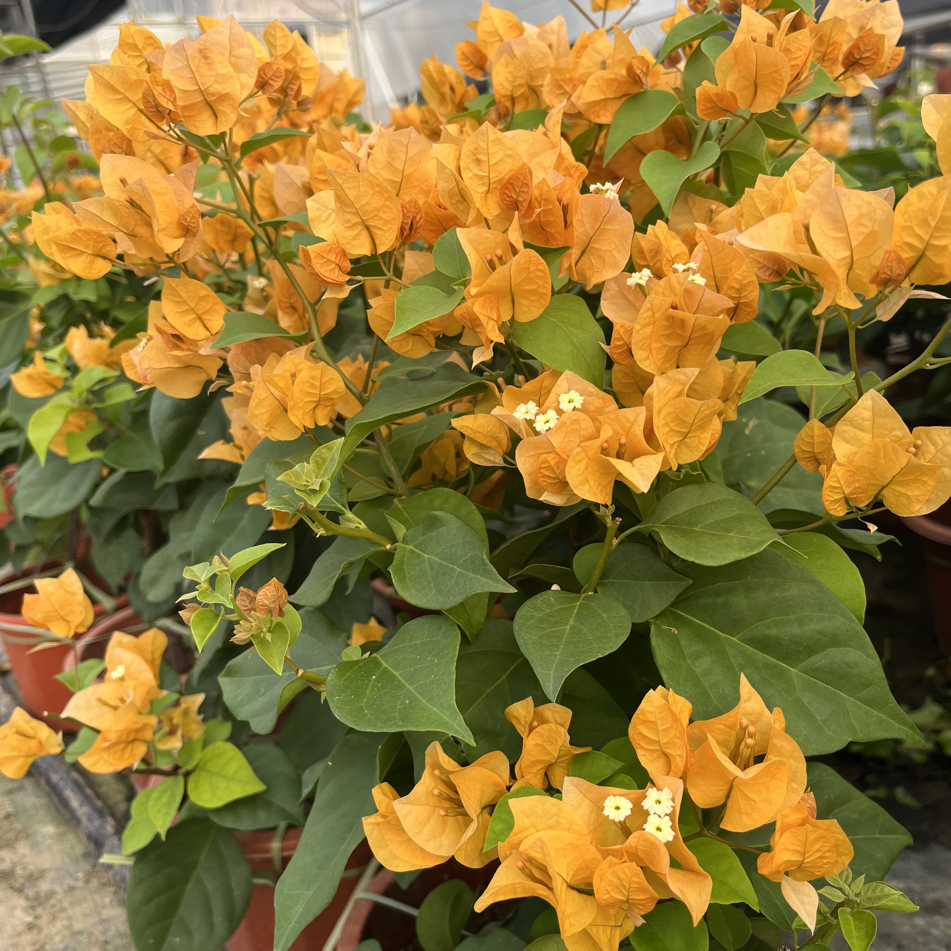 【加洲黄金】三角梅花卉绿植盆栽四季开花