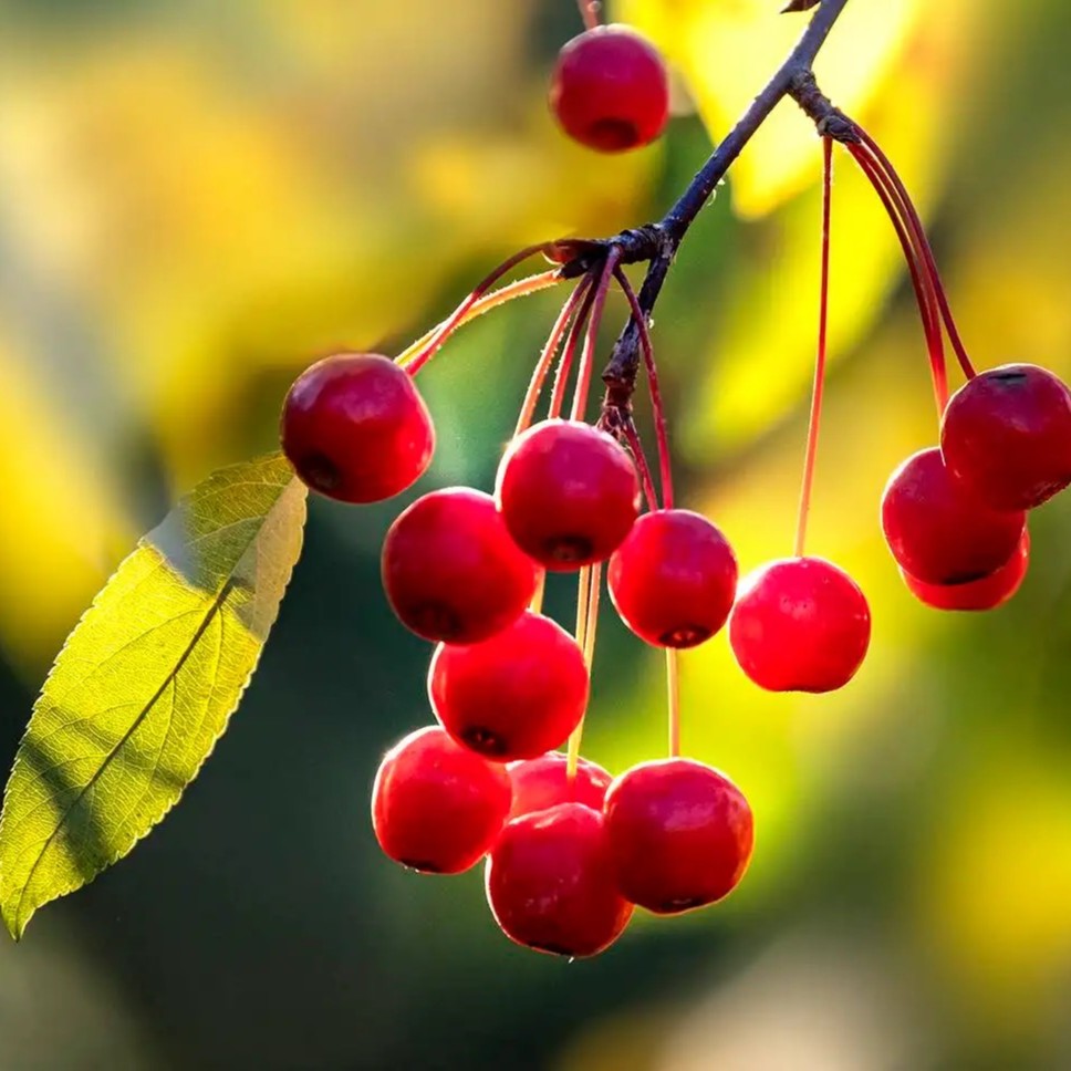 老桩盆景梅花海棠（一物一拍）庭院绿植盆景花卉四季观赏造型盆景