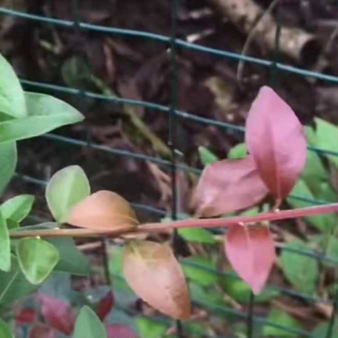 金弹子盆景，瓶兰花
