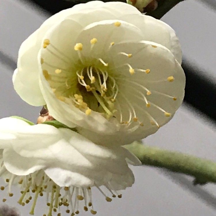 徽派绿萼老桩盆景