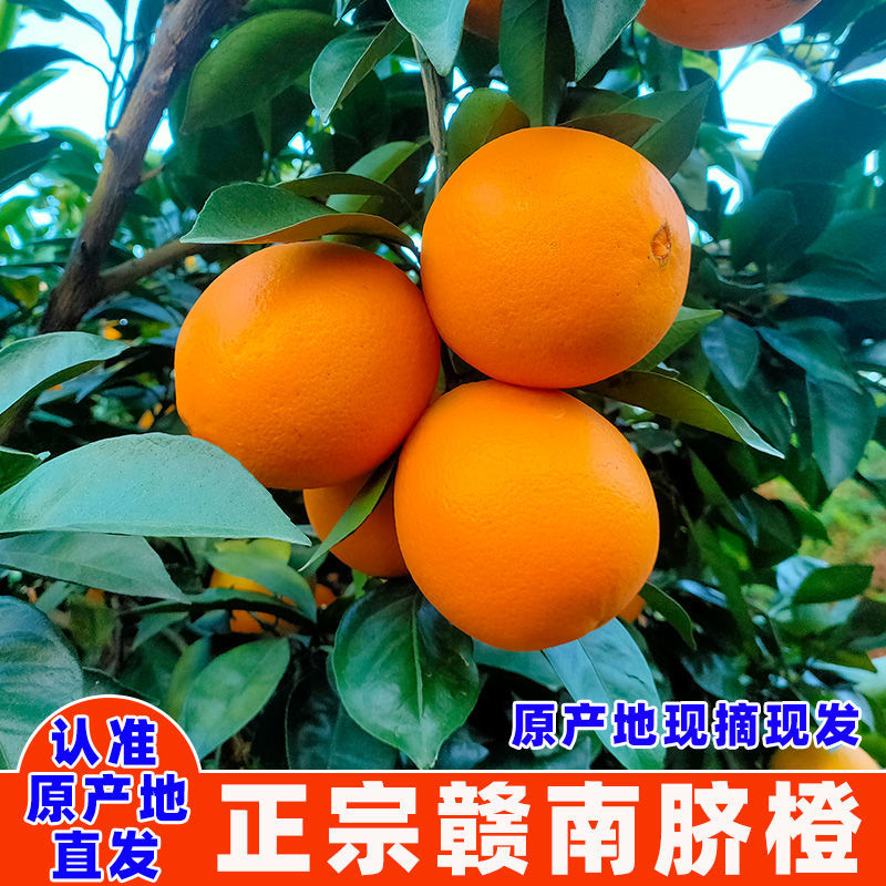 普快发货【带叶鲜果】带箱带叶5/10斤香甜多汁赣州橙产地直发L