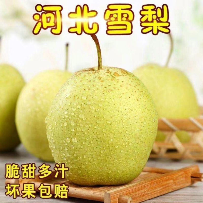 赵县雪花梨新鲜梨雪梨水果新鲜当季梨子新鲜雪梨饱满天然原生态