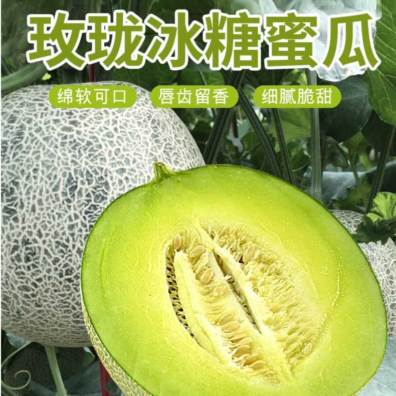 正宗山东玫珑瓜网纹瓜蜜瓜哈密瓜应季鲜果新鲜水果甜瓜口感爽口