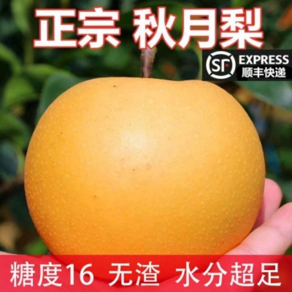 山东梨子水果新鲜秋月梨冰糖梨蜜梨晚秋黄梨莱阳梨特产皮薄汁水