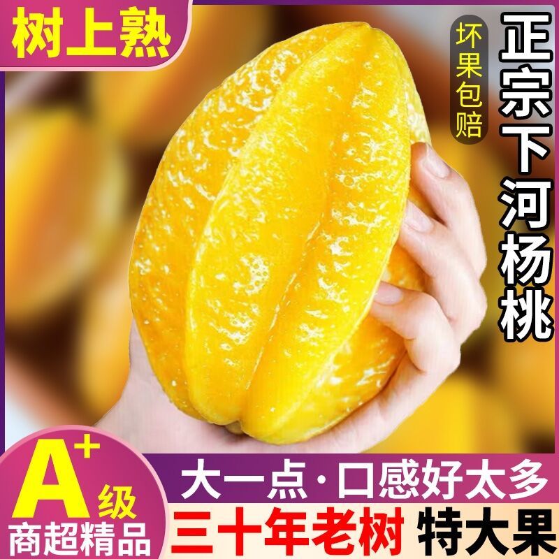 杨桃新鲜福建水果孕妇降火阳桃当季杨桃大果清甜多汁果园发货精选
