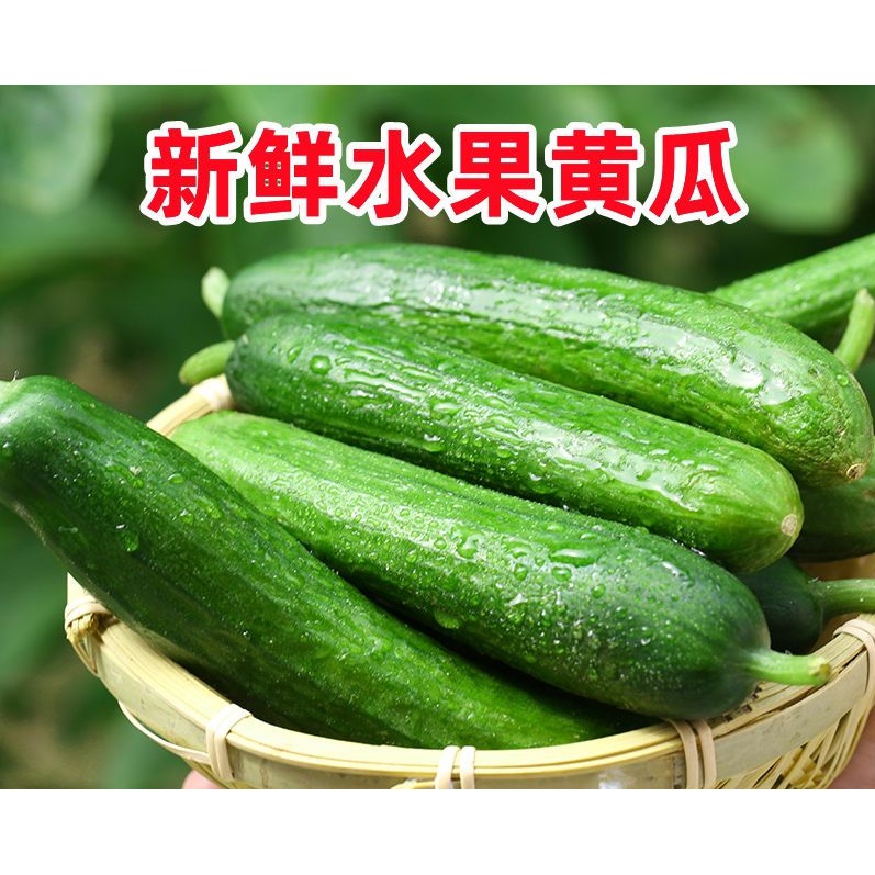 【现摘现发】正宗新鲜水果黄瓜无刺小青瓜生吃小黄瓜水果脆甜爽口