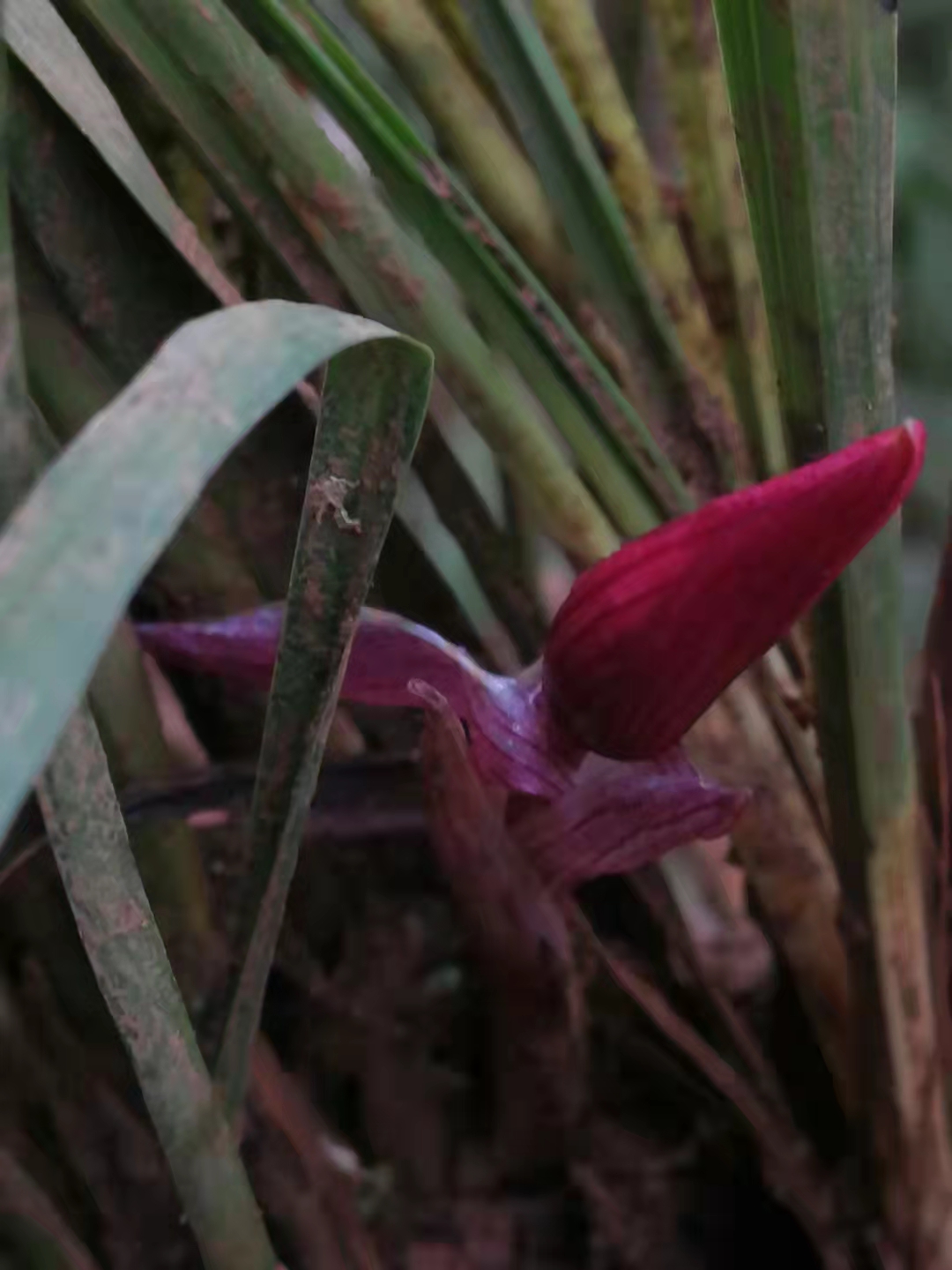 黔鼎兰艺兰花专属下单链接100-1000元