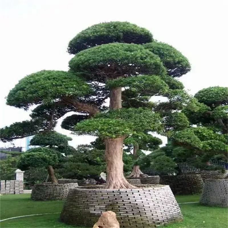 对节白蜡景观树造型盆栽盆景庭院植物绿化树美化环境高端大气美观