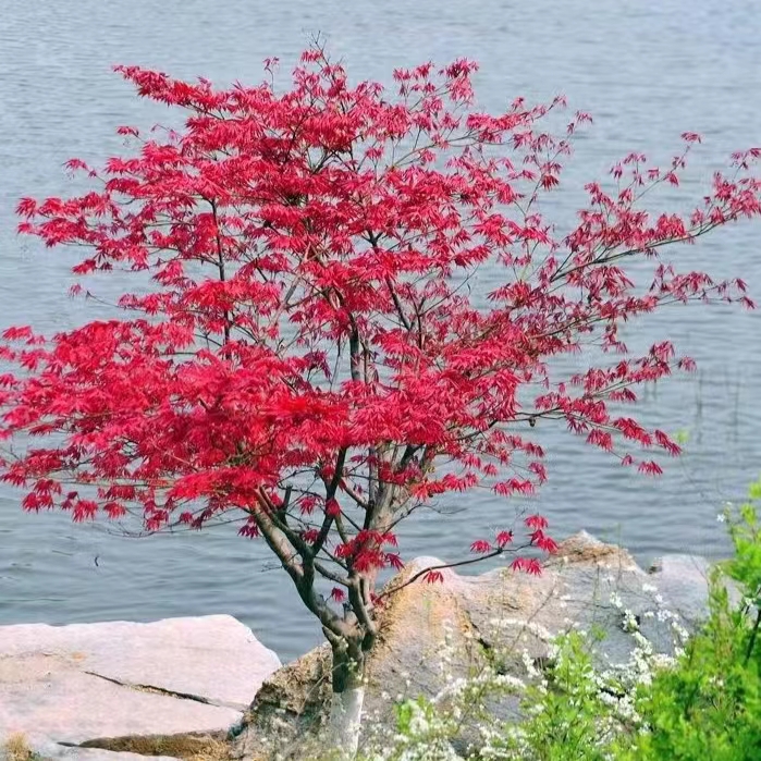 红枫树苗中国红三季红日本红舞姬盆栽地栽庭院风景大树枫绿化植物