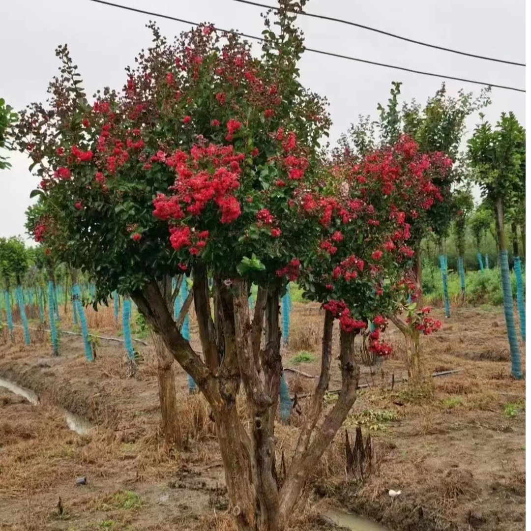 红花紫薇树苗天鹅绒紫薇树苗百日红花庭院别墅走廊种植带土球发货