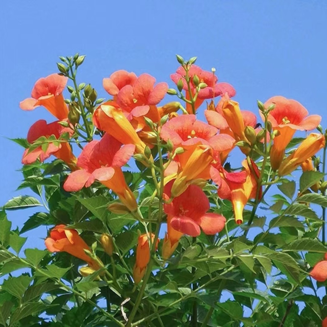 美国凌霄花苗老庄爬藤观花植物耐热耐寒盆栽地栽庭院围墙走廊花卉