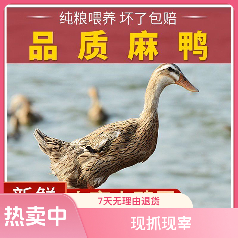 顺丰包邮散鸭土麻鸭2年以上老麻鸭土鸡炖汤现抓现宰毛重2.8斤左右