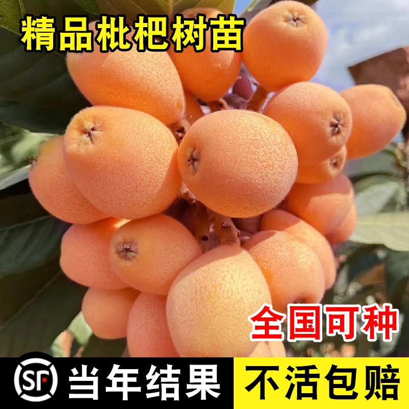 枇杷苗树大五星水果树苗嫁接无核枇杷苗南方北方四季种植当年结果