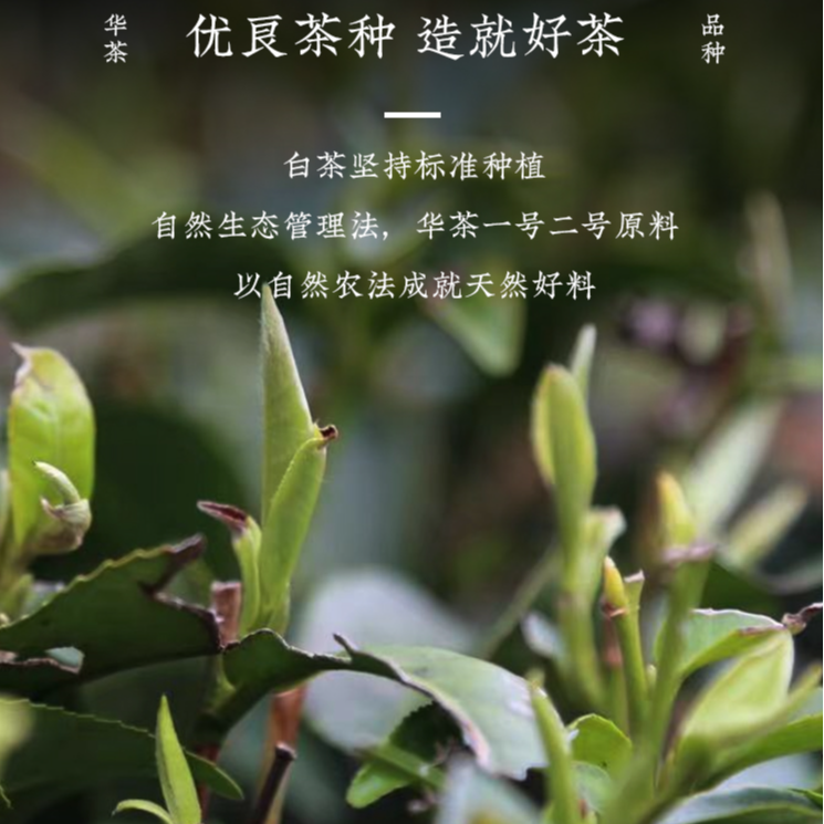 柏柳世家1857 2016寿眉新包装 400克 1盒