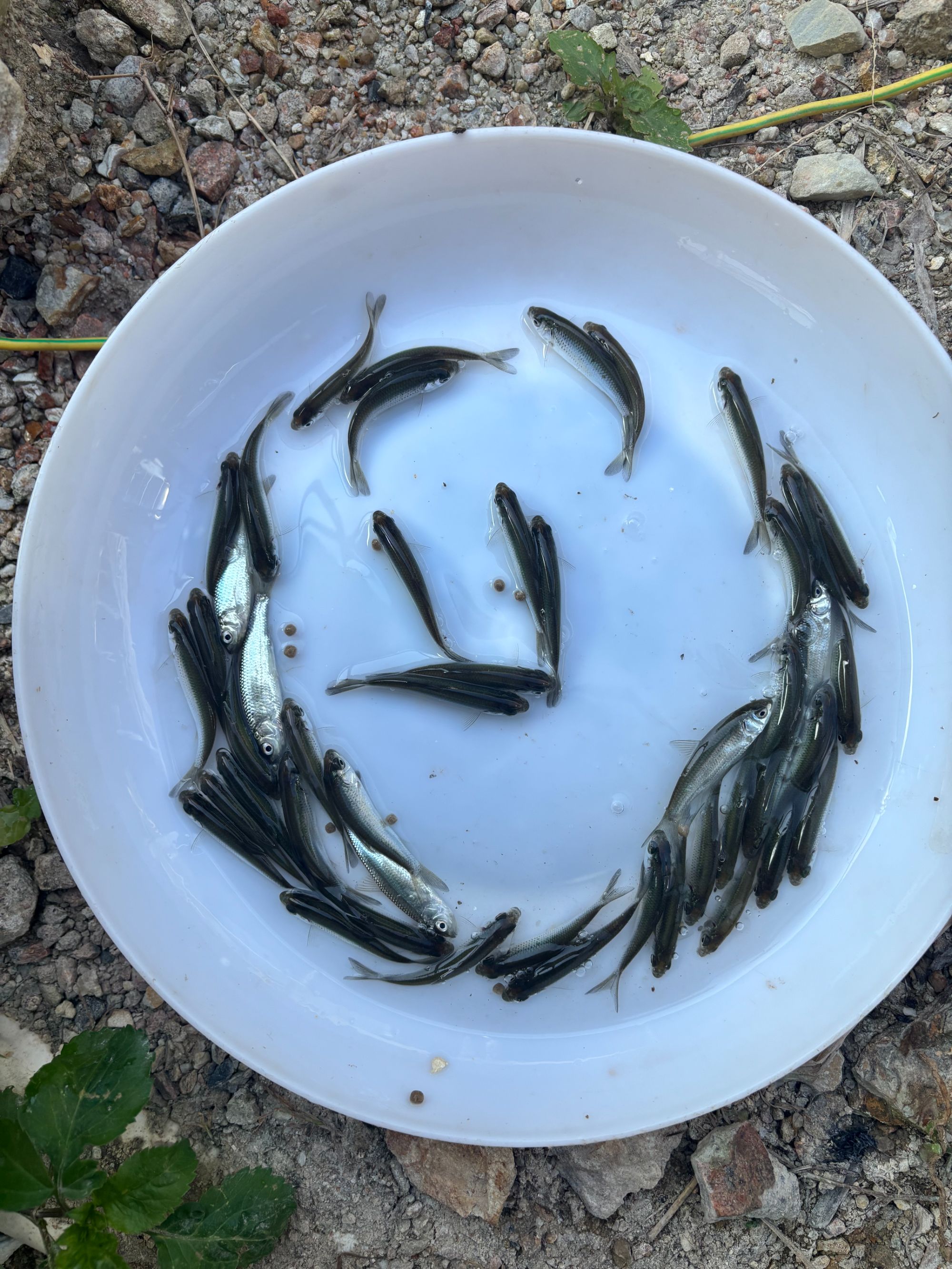 赤眼鳟鱼红眼鳟赤眼鱼活体适应性强淡水养殖食用鱼生杂食路亚鱼