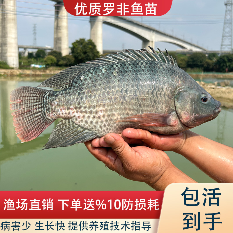 特大种罗非鱼苗脆肉罗非苗非州鲫罗非鱼鱼苗福寿鱼苗淡水养殖食用